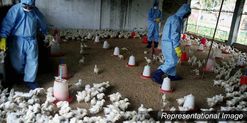 Human Case Of Bird Flu In West Bengal