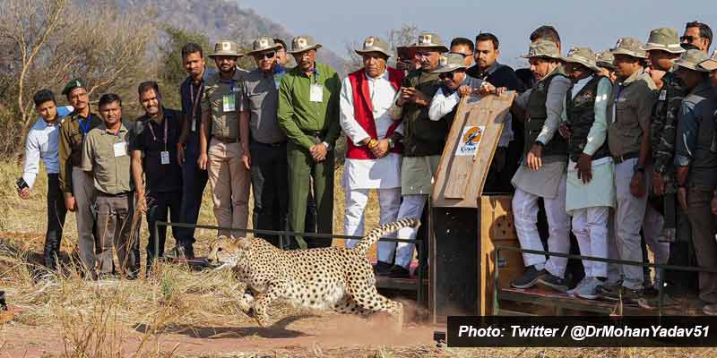 Explainer Project Cheetah Kuno National Park 26 cheetahs