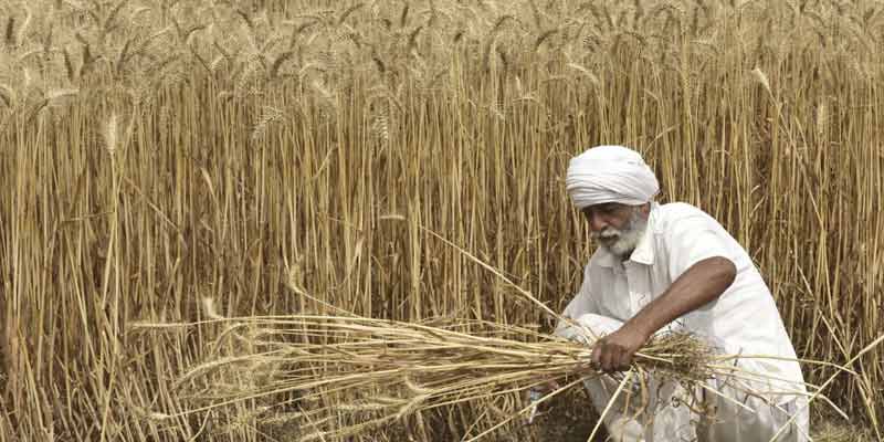 Wheat production may touch a record 112.18 million tonnes this year ...
