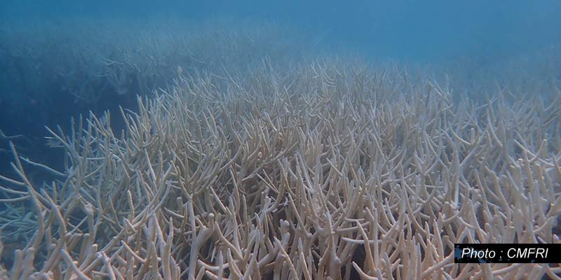 Coral Bleaching 