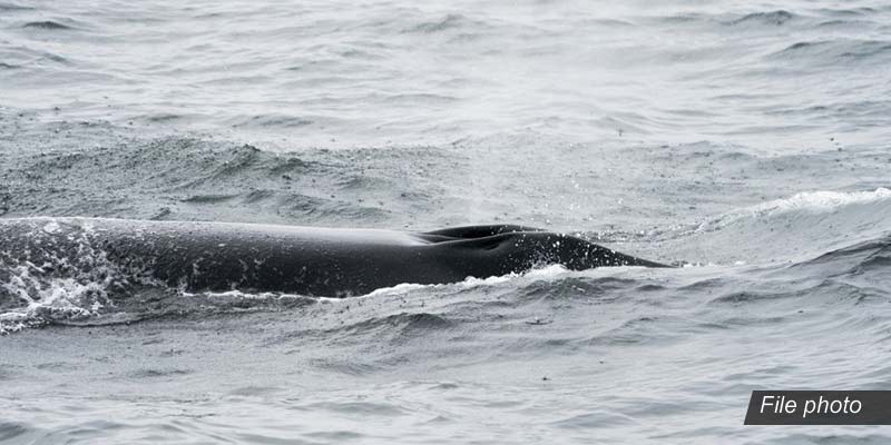 Sei whales reappear in Argentina’s coast after 100 years