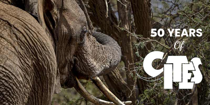 Explainer - 50 years of CITES