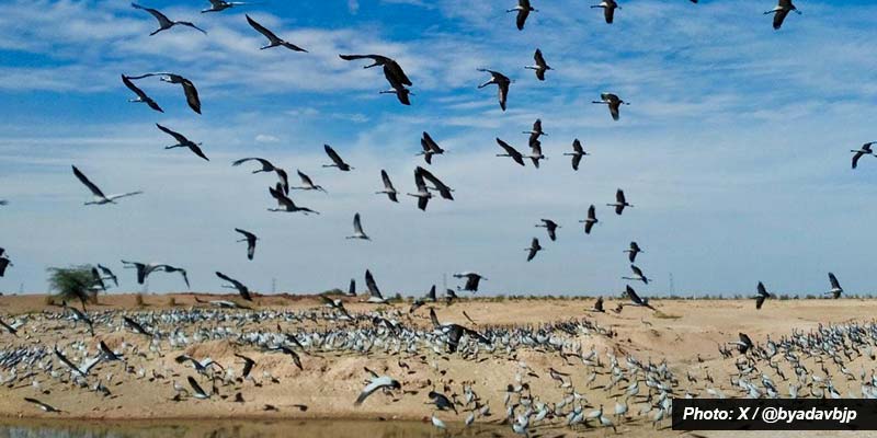Rajasthan’s Khichan, Menar wetlands added to Ramsar list